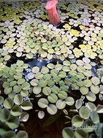 Salvinia Natans Piante Acquario galleggiante