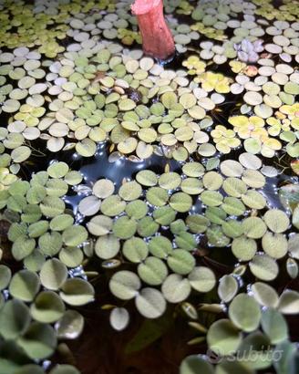 Salvinia Natans Piante Acquario galleggiante