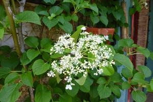 Rubiera/Scandiano n°Due antichi casali in pietra