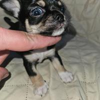 Chihuahua nana principessa