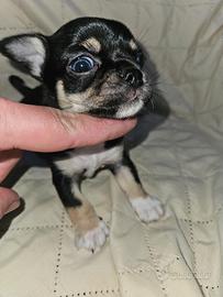 Chihuahua nana principessa