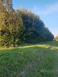 alberi vari da giardino di vario tipo