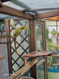 Parrochetto dall collare