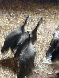 Galline gallo faraone