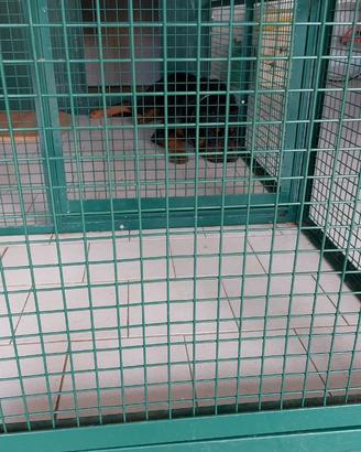 GABBIA PER CANE GROSSO