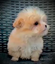 Maltipoo MINI TOY maschio