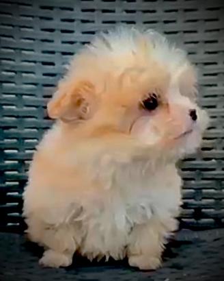 Maltipoo MINI TOY maschio