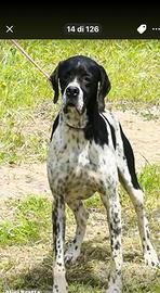 Pointer