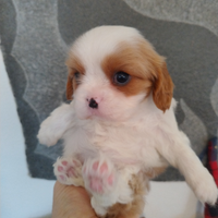 Cavalier king con pedigree enci