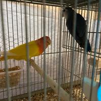Inseparabili