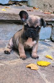 Bulldog francese