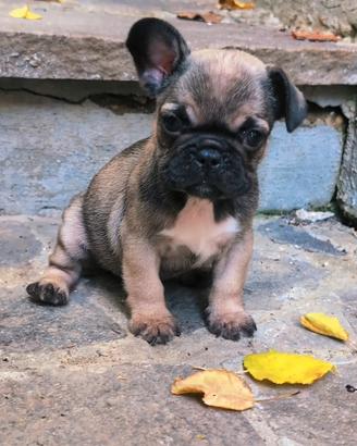 Bulldog francese