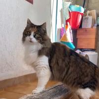 Pupetta gatta 2 anni