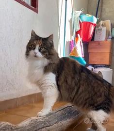 Pupetta gatta 2 anni