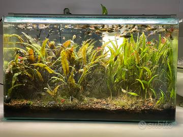 10 guppy maschi e femmine 10euro