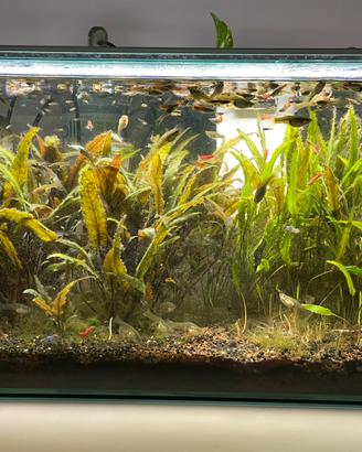 10 guppy maschi e femmine 10euro