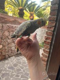 Calopsite allevate a mano