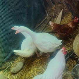 Galline e oche