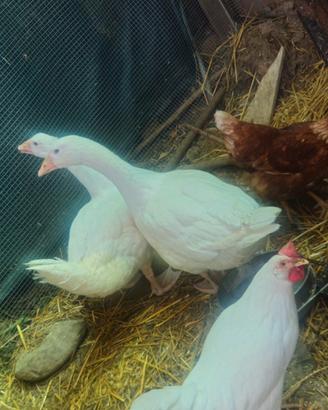 Galline e oche