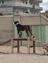 Ayron un pitbull di 3 anni