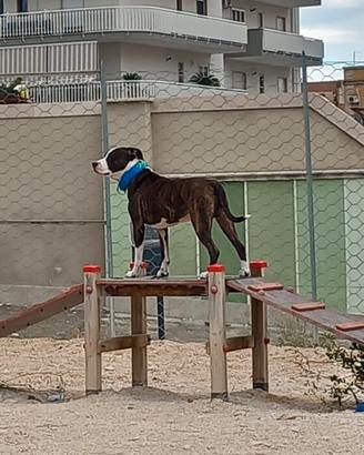 Ayron un pitbull di 3 anni
