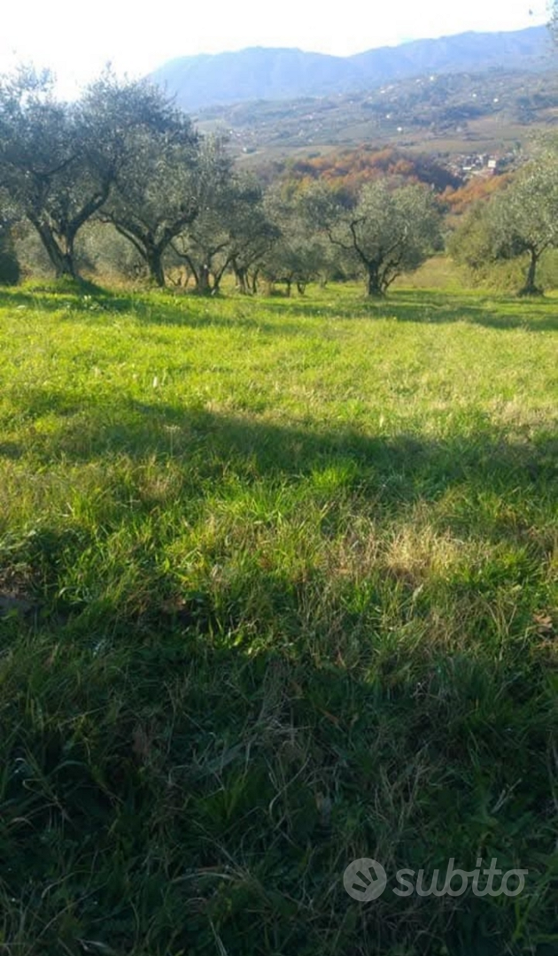Terreno con olive - Vista 4