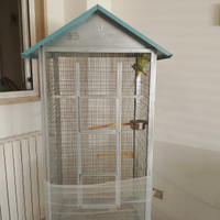 Parrocchetto dal collare