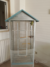 Parrocchetto dal collare