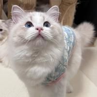 Gattina ragdoll