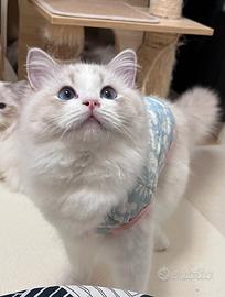 Gattina ragdoll