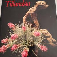 TILLANDSIA