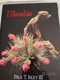 TILLANDSIA