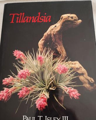TILLANDSIA