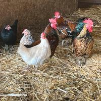 Galline Francescine