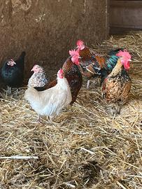 Galline Francescine