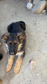 Cuccioli di pastore tedesco