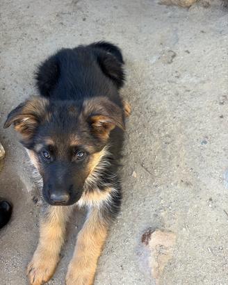 Cuccioli di pastore tedesco