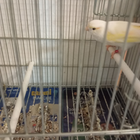 Coppia di canarini 2025 anellati