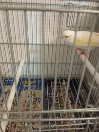 Coppia di canarini 2025 anellati