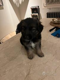 Cane pastore tedesco