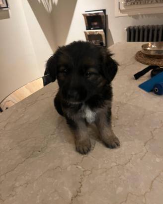 Cane pastore tedesco