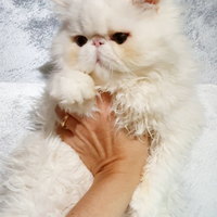 Femminuccia persiana ipertipica