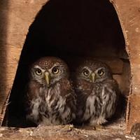 Rapaci civette nane perlatum