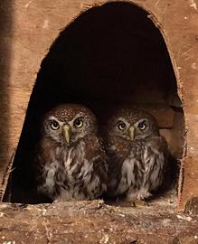 Rapaci civette nane perlatum