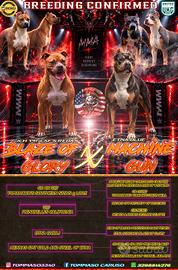 Pitbull UKC 
