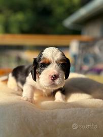 Cucciolo di cavalier king tricolor