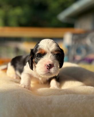 Cucciolo di cavalier king tricolor