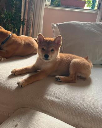 Ultima femmina di Shiba Inu