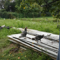 Tacchina adulta di 2 anni