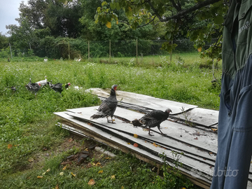 Tacchina adulta di 2 anni